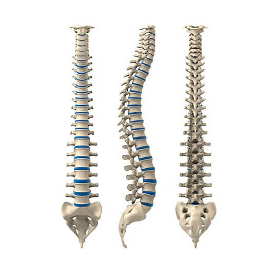 spine diagram